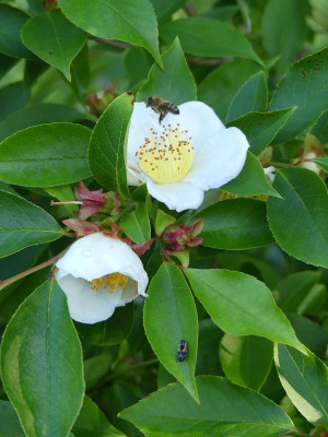 2023-06-16 Stewartia gemmata 2.jpg