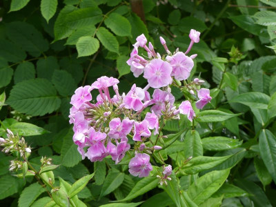 2023-06-16 Phlox.jpg