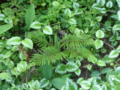 2023-06-12 Farne Polystichum 'Green Lace'.jpg