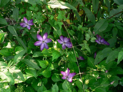 Sommerflieder_CvVV_2008.jpg