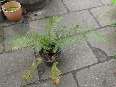 2023-06-16 Farne Polystichum setiferum 'Green Lace' 1.jpg