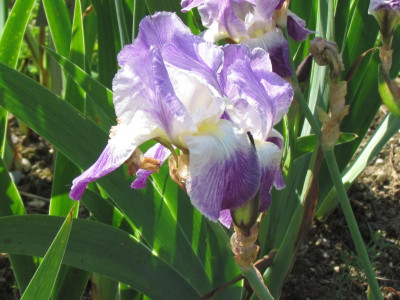 Pretty Pansy10.JPG