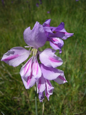 Gladiole_2.jpg