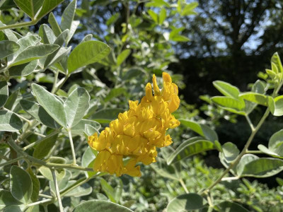 Argyrocytisus battandieri Blüte Juni 2023.jpg