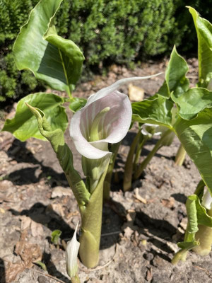 Arisaema candidissimum Blüte Juni 2023.jpg