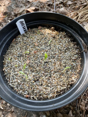 Arisaema candidissimum Juni 2023.jpg