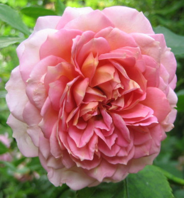 06.2008_Jubilee_Celebration.jpg