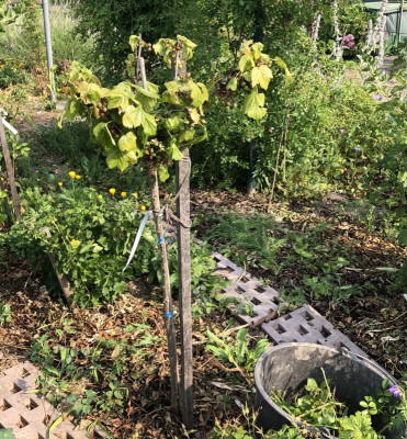 Ribes<-nigra_krank.jpg