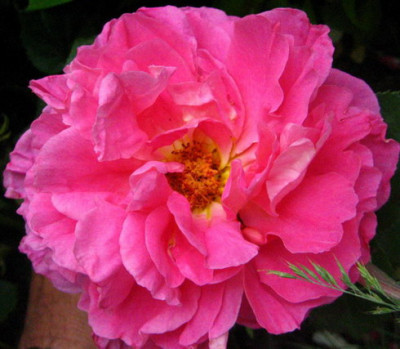 06.2008_Madame_Bovary.jpg