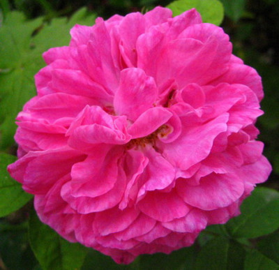 06.2008_Monsieur_Hoste.jpg
