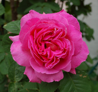 Mme_Bovary_0010__S4_26177.jpg