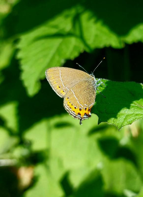 20230618_094241 Satyrium pruni.jpg