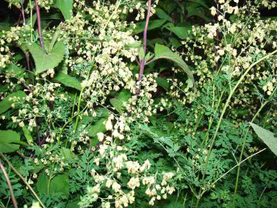 Thalictrum_ue.jpg
