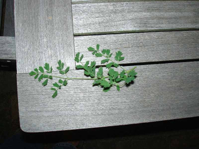 Thalictrum1_ue.jpg