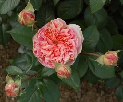 Chippendale_0010__S1_27028.jpg