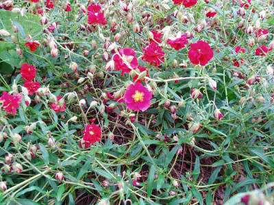 Helianthemum_ue.jpg