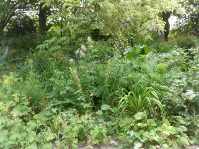 Teichbeet 18062023.JPG