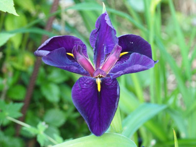 Iris Louisiana ‘Black Gamecock’ P6180001.JPG