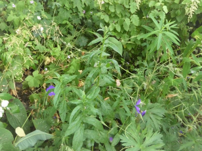 Lythrum Blush.JPG