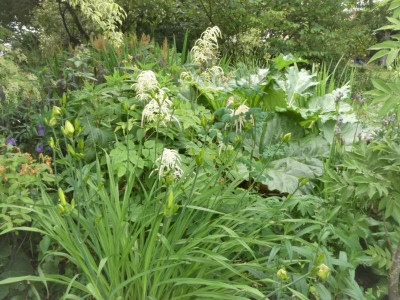 Hemerocallis Aruncus.JPG