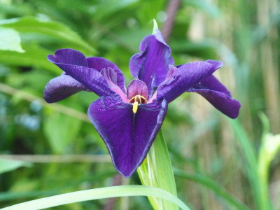 Iris Louisiana ‘Black Gamecock’ P6180006.JPG