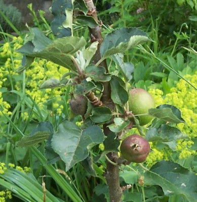 000_2892_Spurkoop.jpg
