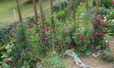 Violettes_Rosendreieck_0010__DSC_7379.jpg