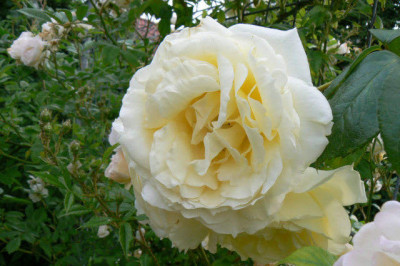 Elfe_08_06_11.jpg
