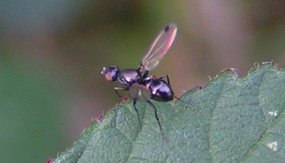 Sepsis_cynipsea_-_Schwingfliege_04.jpg