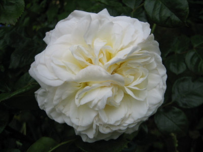 06.2008_unbek._Austin.jpg