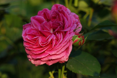 Rosa_Isaac_Pereire_1_10-06-2008.jpg