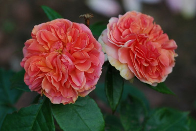 Rosa_Chippendale_1_10-06-2008.jpg