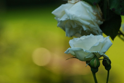 Rosa_Pauls_Lemon_Pillar_1_10-06-2008.jpg