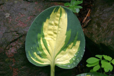 Hosta_Eleanor_Lachmann.JPG