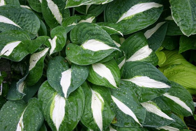Hosta_Risky_Business.JPG