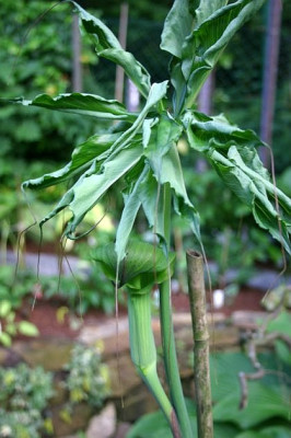 Arisaema_tortuosum.JPG