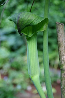 Arisaema_tortuosum_1.JPG