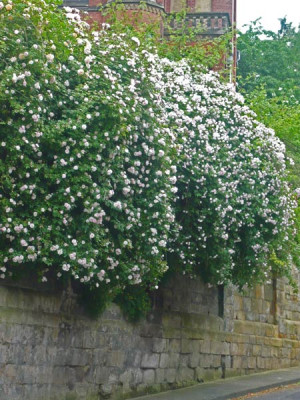 2-Rosen-a-d-Bergstr-.jpg