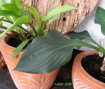 3.6.08-eigene_Zuchtung.JPG