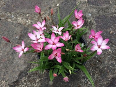 2023-06-19 Rhodoxis.jpg