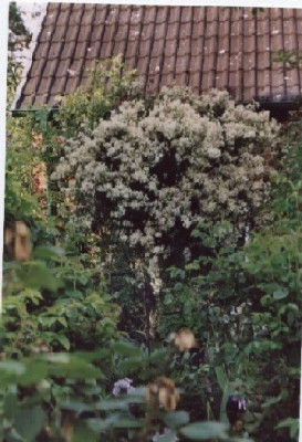 Clematis_flammula.jpg