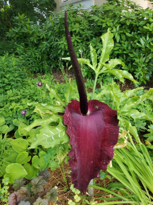 Dracunculus vulgaris.jpg