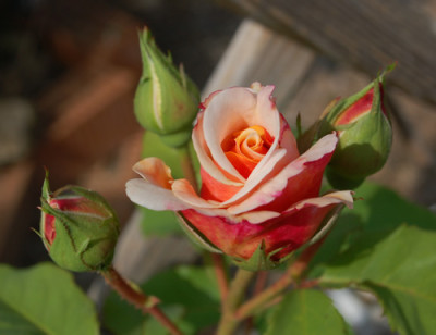 Caramella_00110_N_27225.jpg