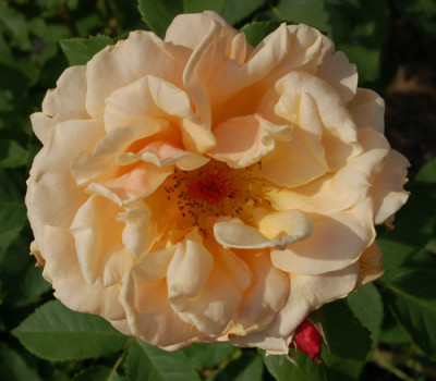 Caramella_00120__N_27223.jpg