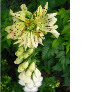 Digitalis_seltsam_1.jpg