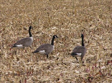 Gans-Nov-1.jpg