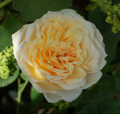 English_Garden_0010__N_27221.jpg