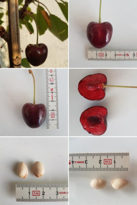 20230619_232514-COLLAGE.jpg