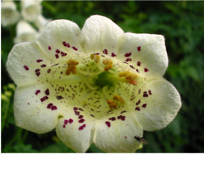 Digitalis_seltsam_2.jpg