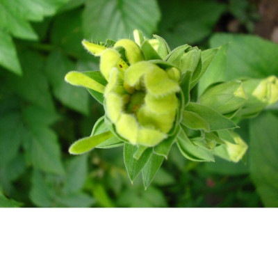 Digitalis_seltsam_3.jpg